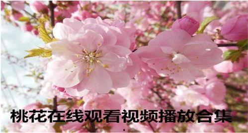 桃花三昧在线观看