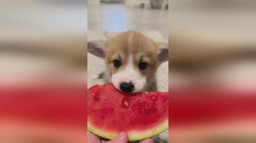 小狗吃小瓜视频大全免费