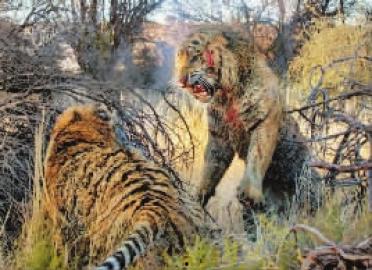 王庄爆料二虎是谁啊最新消息,二虎最新动向揭秘，热点事件追踪