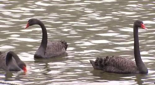 黑天鹅行迹爆料视频,视频爆料揭示不为人知的生态奇观