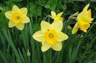 水仙花爆料视频下载免费,独家爆料视频背后的故事与免费下载攻略